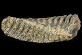 Fossil Palaeoloxodon (Mammoth Relative) M Molar - Hungary #149775-4